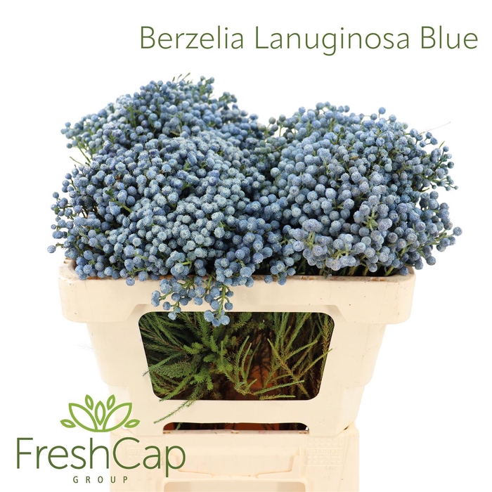 <h4>Berzelia Lanuginosa Blue</h4>