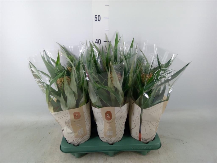 <h4>Ananas 'Mi Amigo'</h4>