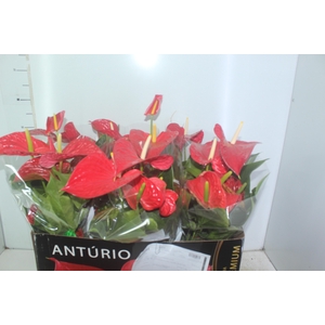 ANTHURIUM MICHIGAN P17 PREMIUM