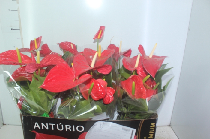 <h4>ANTHURIUM MICHIGAN P17 PREMIUM</h4>