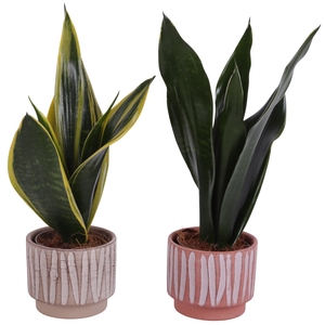 Sansevieria mix Ø09cm in Ø11cm Ceramic NT667