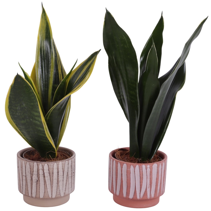 <h4>Sansevieria mix Ø09cm in Ø11cm Ceramic NT667</h4>