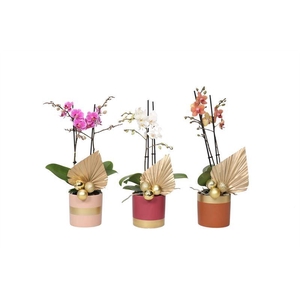 Dolomite p12 Horizon nude mix Phal multiflower mix 2T22+