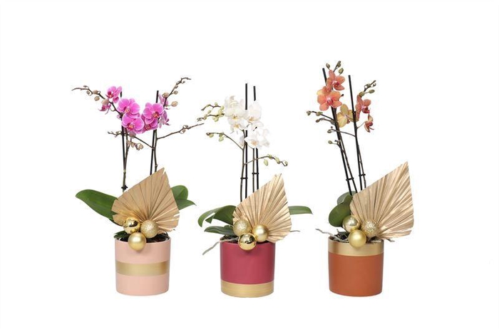 <h4>Dolomite p12 Horizon nude mix Phal multiflower mix 2T22+</h4>