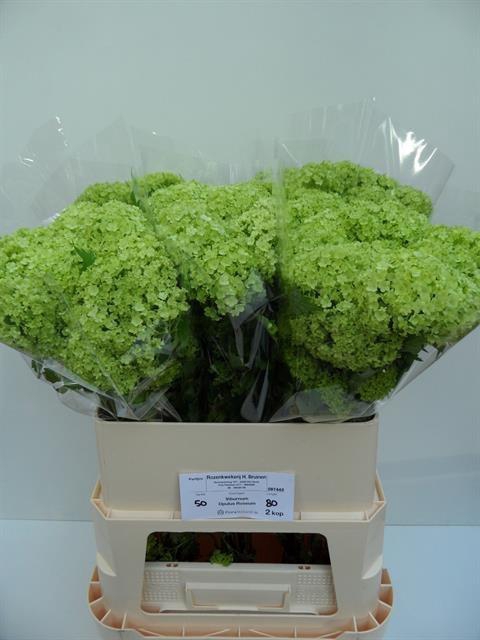 <h4>VIBURNUM ROSEUM ST</h4>