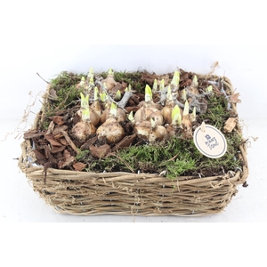 arr4 Narcis PL - 4Kant nature mand XL