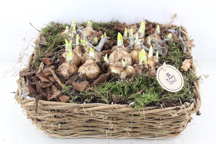 <h4>arr4 Narcis PL - 4Kant nature mand XL</h4>