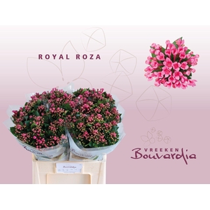 Bouvardia Royal Roza