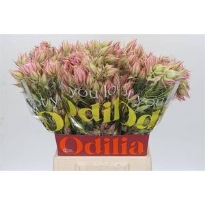 Cape green serruria blushing bride pink