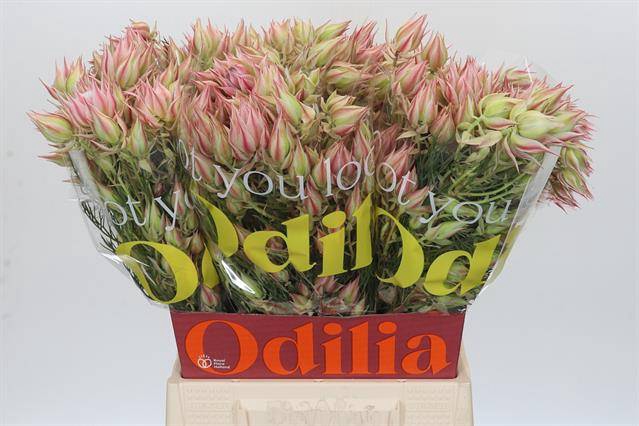 Cape green serruria blushing bride pink