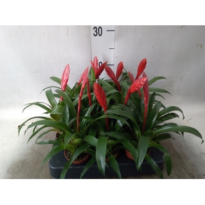 Vriesea  'Conchita'