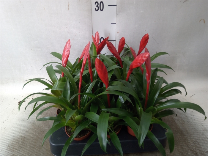 <h4>Vriesea  'Conchita'</h4>