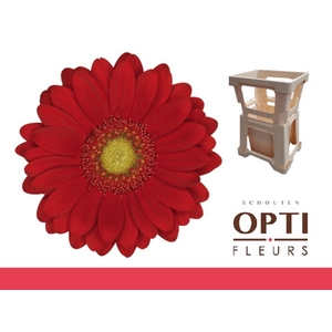 Germini Lipstick Water