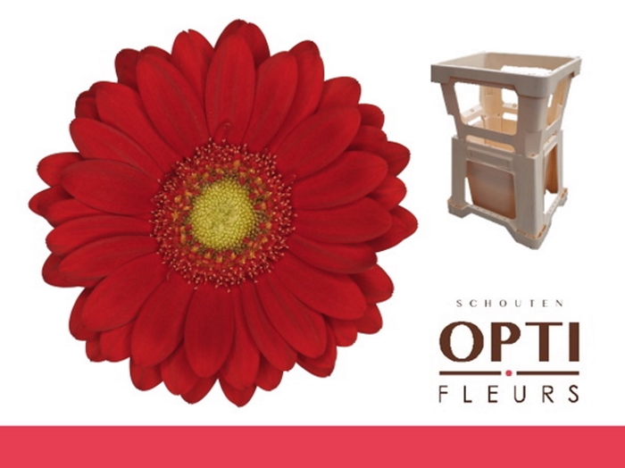 <h4>Germini Lipstick Water</h4>