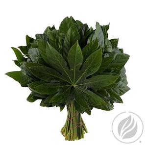 ARALIA ROYAL GREENS 35CM