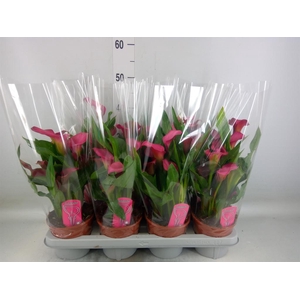 Zantedeschia  'Zazu'