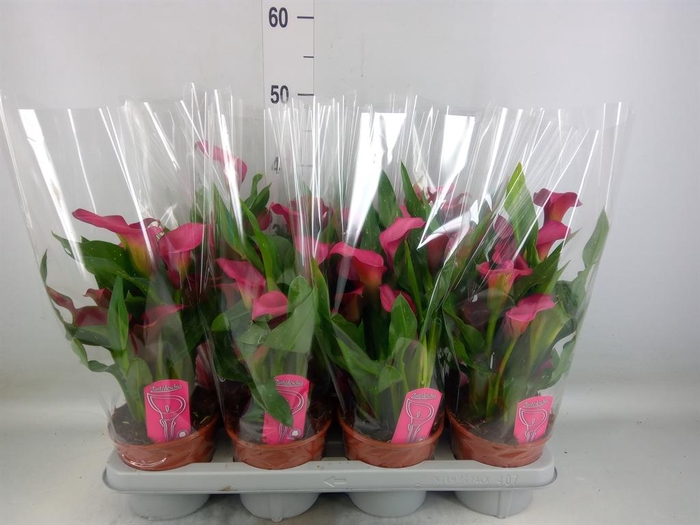<h4>Zantedeschia  'Zazu'</h4>