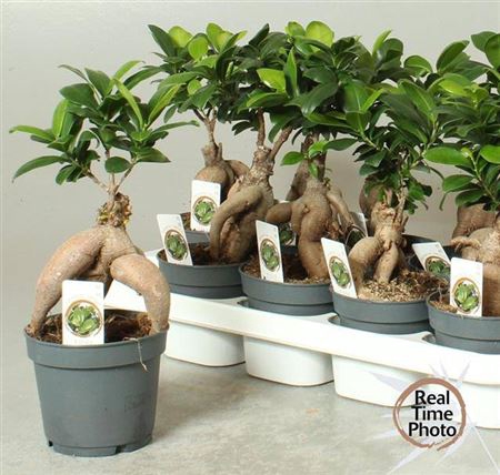 <h4>Fic Mi Ginseng</h4>