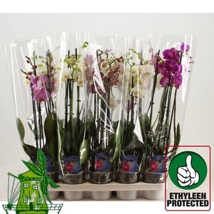 4 Tak Phalaenopsis MIX, 24+ Knop, 60 CM