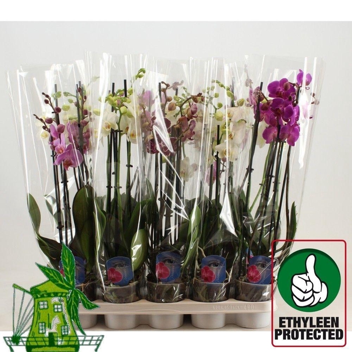 <h4>4 Tak Phalaenopsis MIX, 24+ Knop, 60 CM</h4>