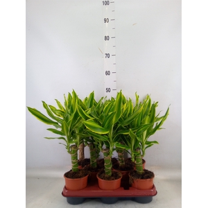 Dracaena frag. 'Golden Queen'