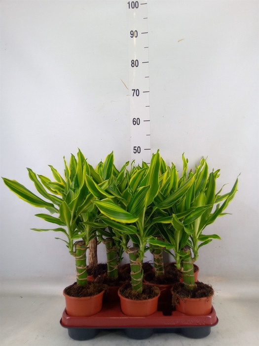 <h4>Dracaena frag. 'Golden Queen'</h4>
