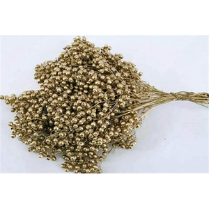 Schinus M Pt Gold Bunch