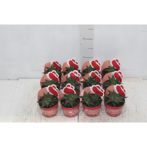 SUCULENTA HAWORTHIA LIMIFOLIA TWISTER P09