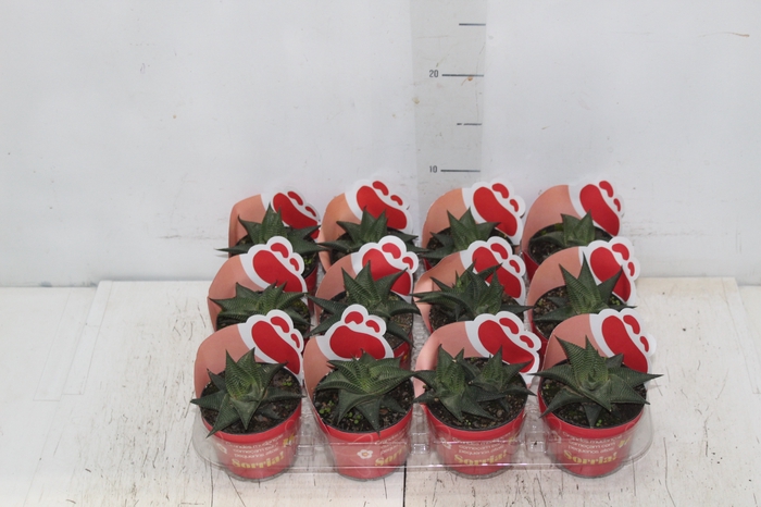 <h4>SUCULENTA HAWORTHIA LIMIFOLIA TWISTER P09</h4>