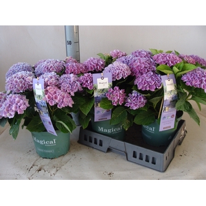 Hydrangea mac. 'Magical Revolution'