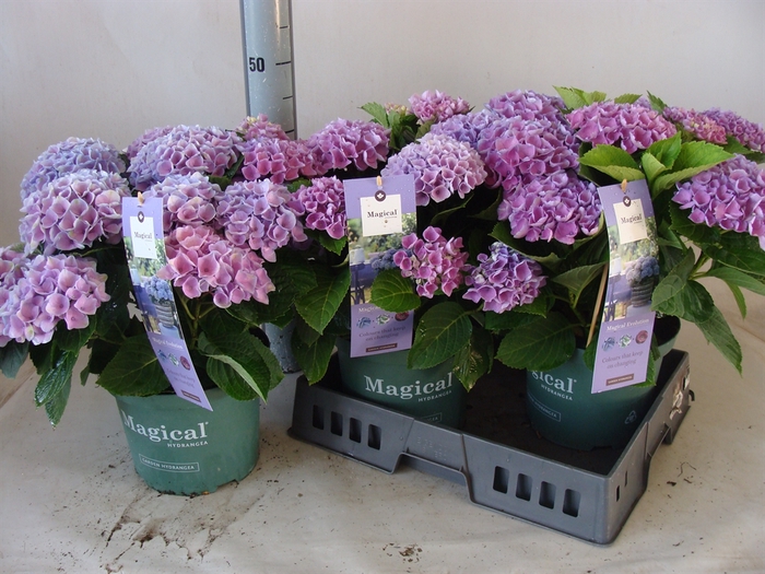 <h4>Hydrangea mac. 'Magical Revolution'</h4>
