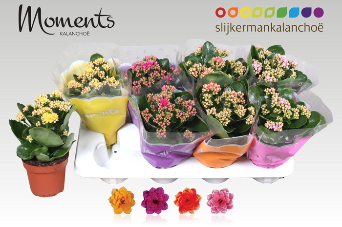 <h4>KAL GE GEM 4 KL</h4>