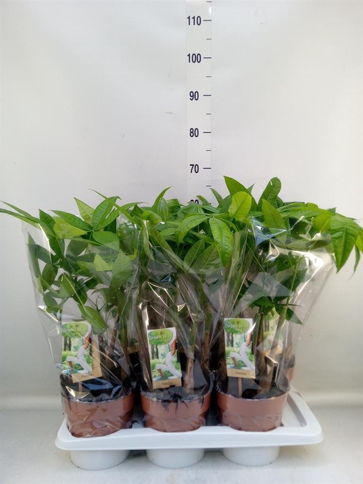 <h4>Pachira aquatica</h4>