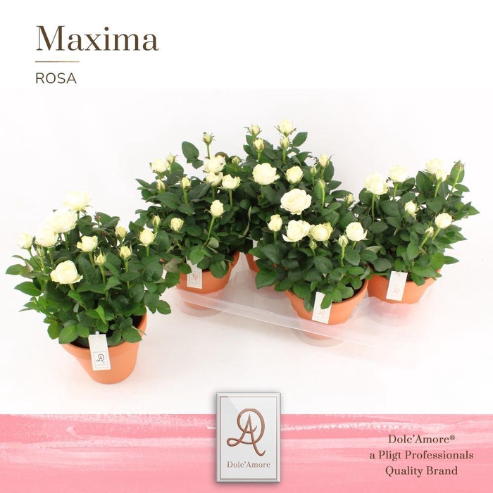 <h4>Ro Wit Infinity Dolc'Amore Keramiek Terracotta</h4>