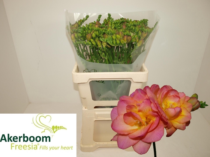 <h4>FR DU ROMANTIC PEACH</h4>