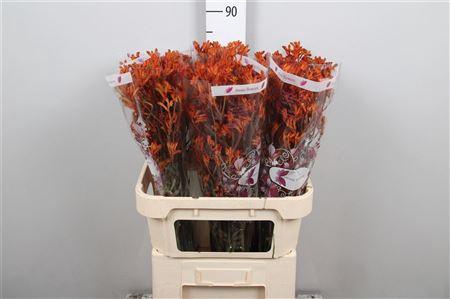 <h4>Anigoz Ov D. Orange</h4>