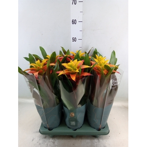 Guzmania  'Fiero Yellow'