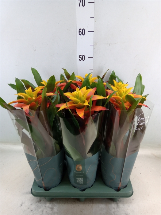 <h4>Guzmania  'Fiero Yellow'</h4>