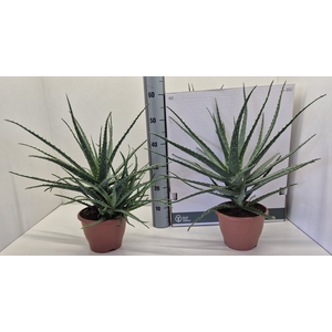 ALOE ARBORESCENS