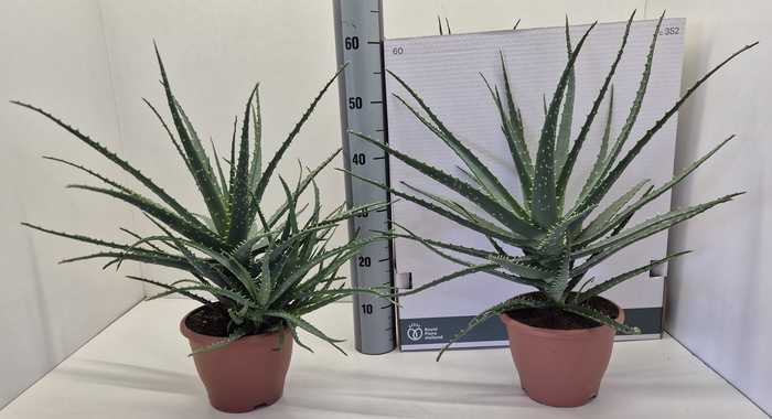 <h4>ALOE ARBORESCENS</h4>