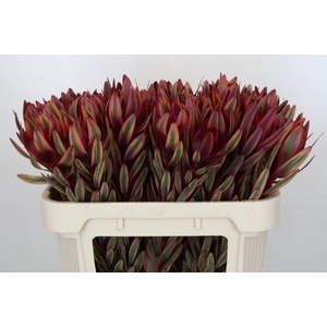 Leucadendron Jester