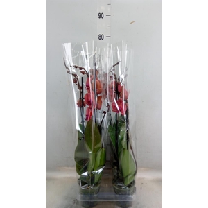 Phalaenopsis  'Asian Coral'