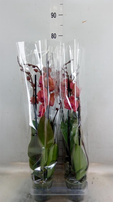<h4>Phalaenopsis 'Asian Coral'</h4>