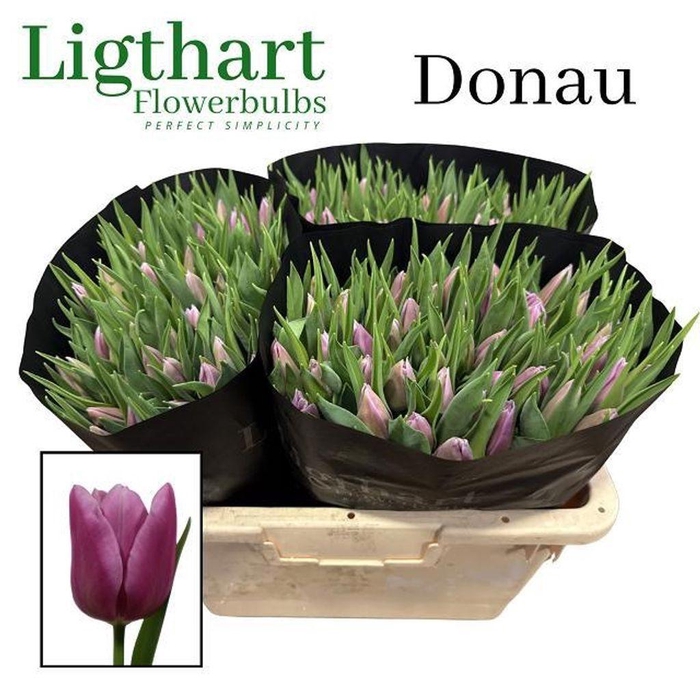 <h4>Tulipa si donau</h4>