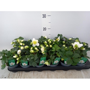 Helleborus niger 'Christmas Carol'