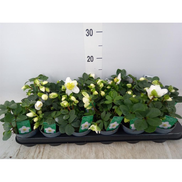 <h4>Helleborus niger 'Christmas Carol'</h4>