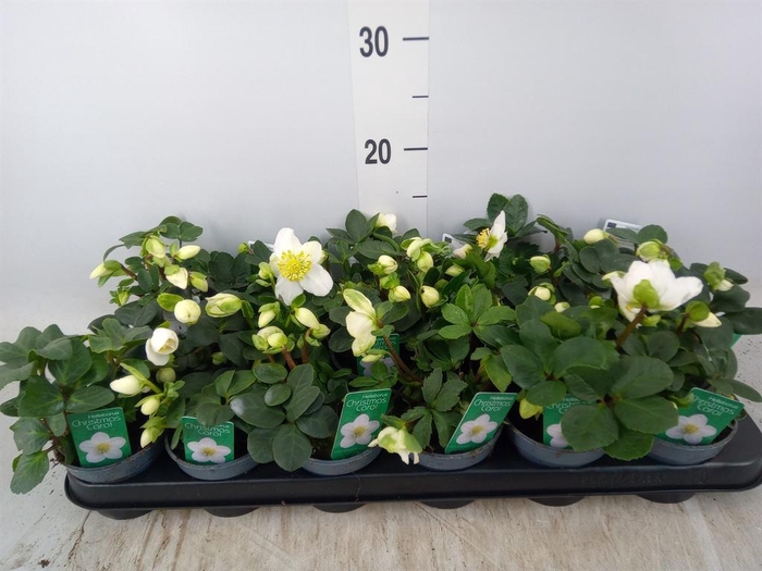 <h4>Helleborus niger 'Christmas Carol'</h4>