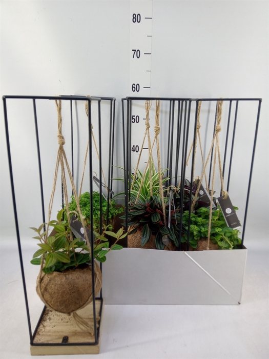 <h4>Planten Groen   ...mix  3</h4>