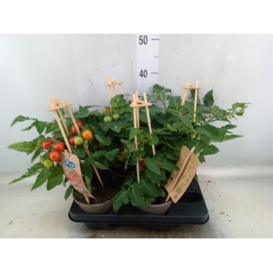 Solanum lycopersicum   ...