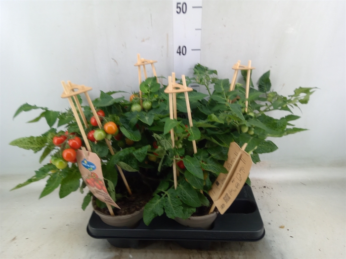<h4>Solanum lycopersicum   ...</h4>